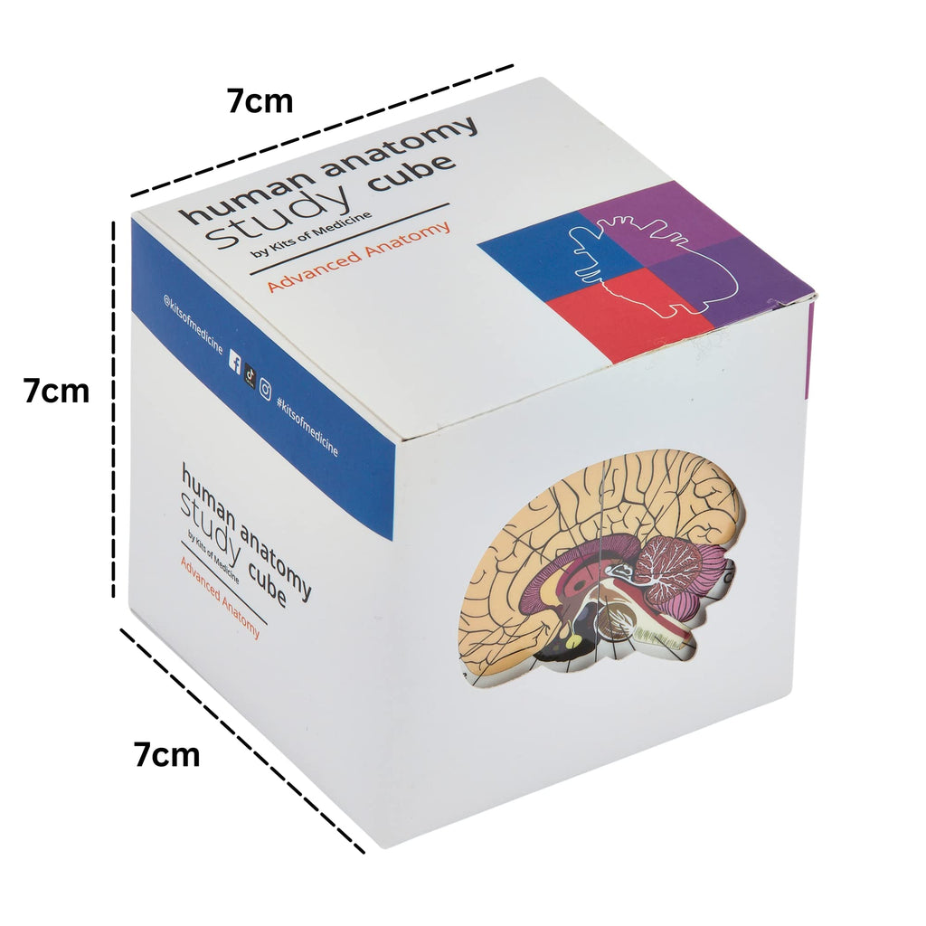 Human Anatomy Study Cube