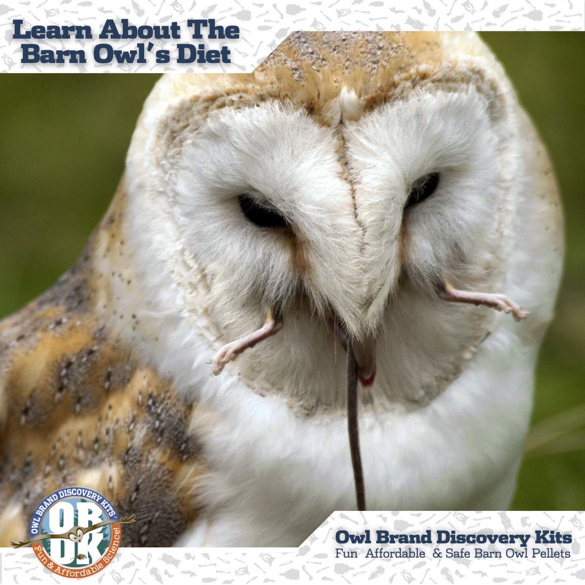 Sherlock Bones Barn Owl Pellet Dissection Kit with Tools, 1-Pack by OBDK