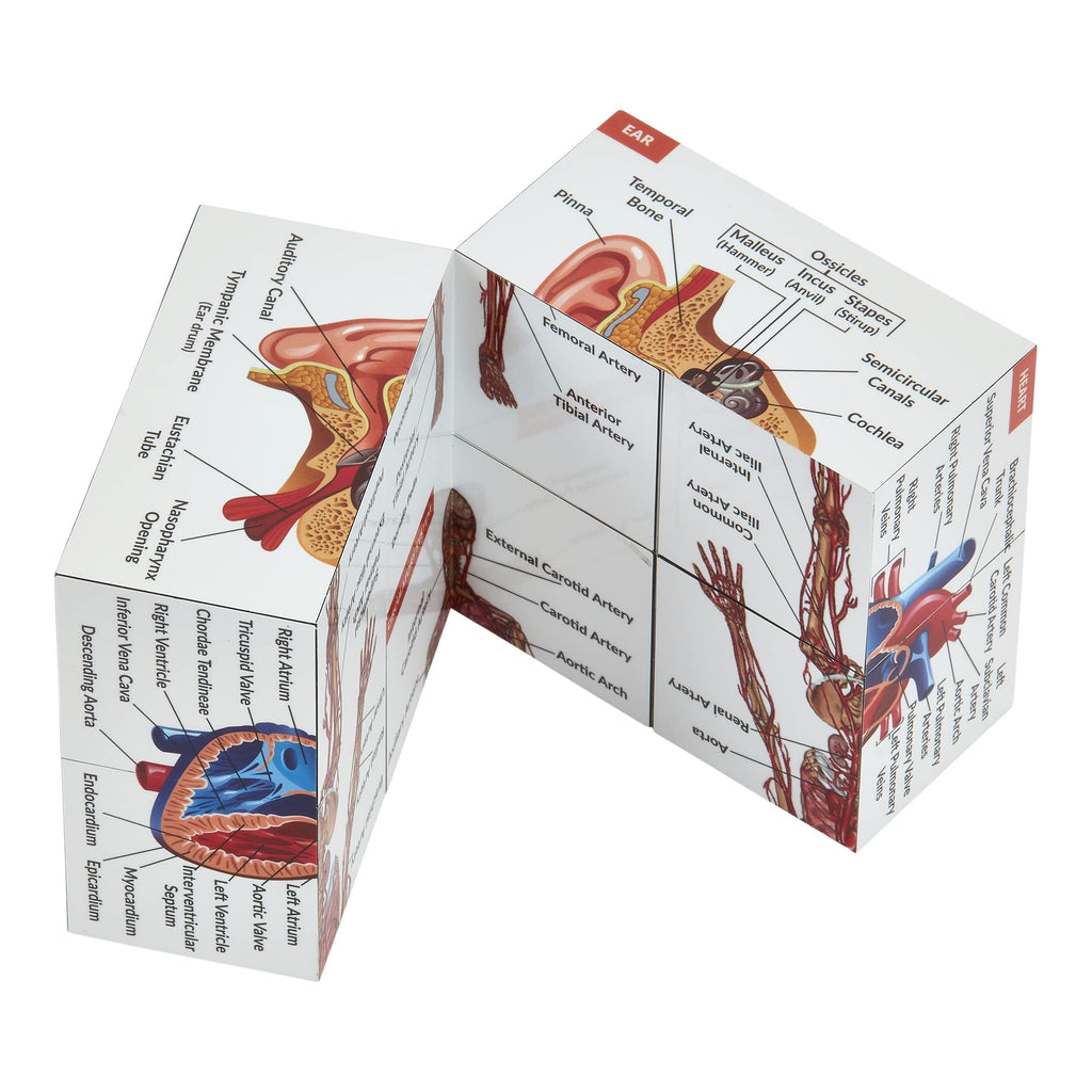 Human Anatomy Study Cube
