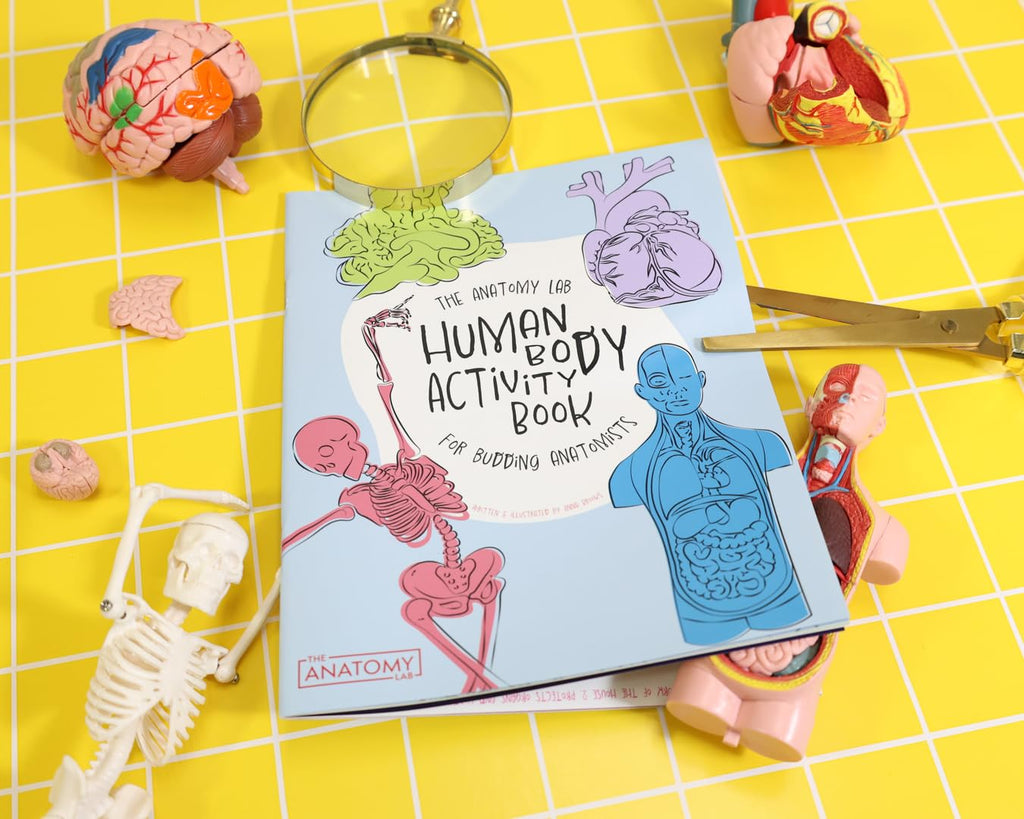 Anatomy Lab Human Body Model Kit for Kids