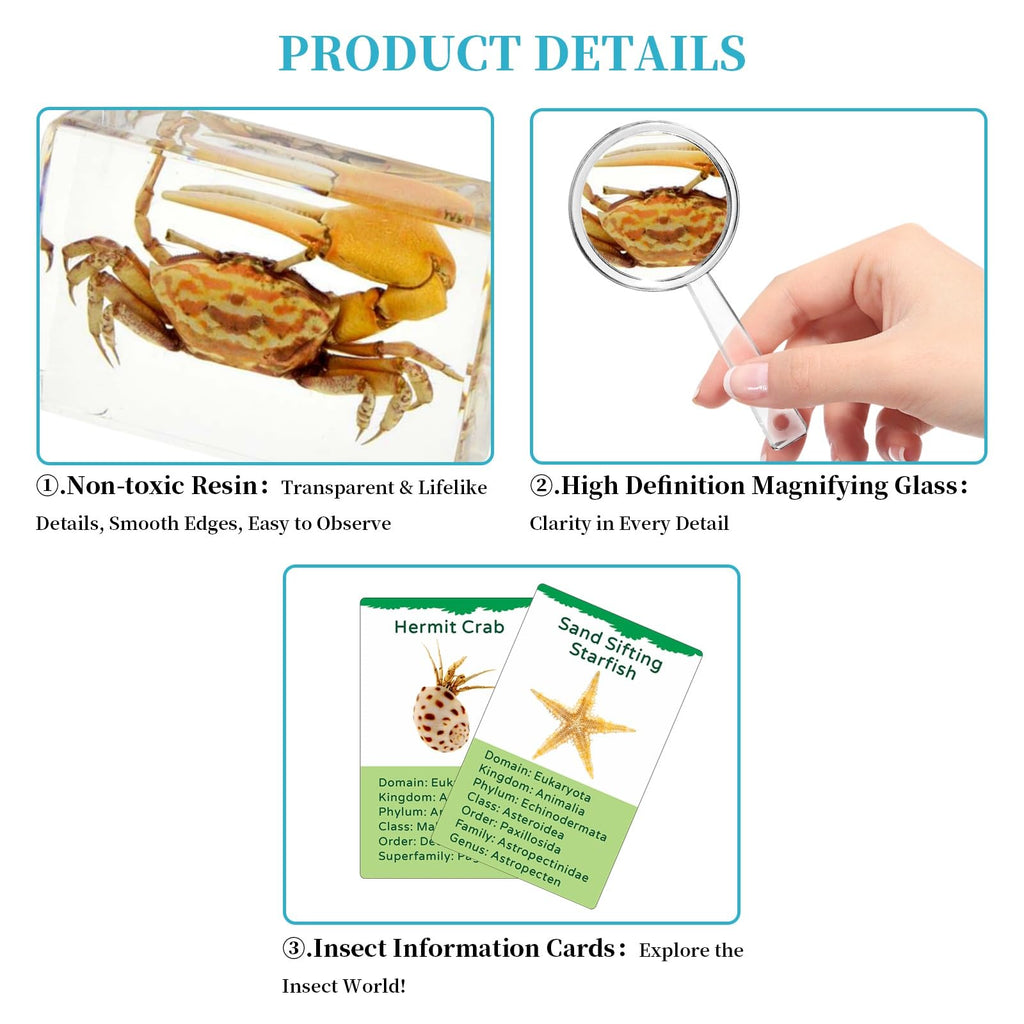 12Pcs Marine Specimen Set in Resin – Real Taxidermy Sea Creatures Collection with Magnifier for Marine Biology