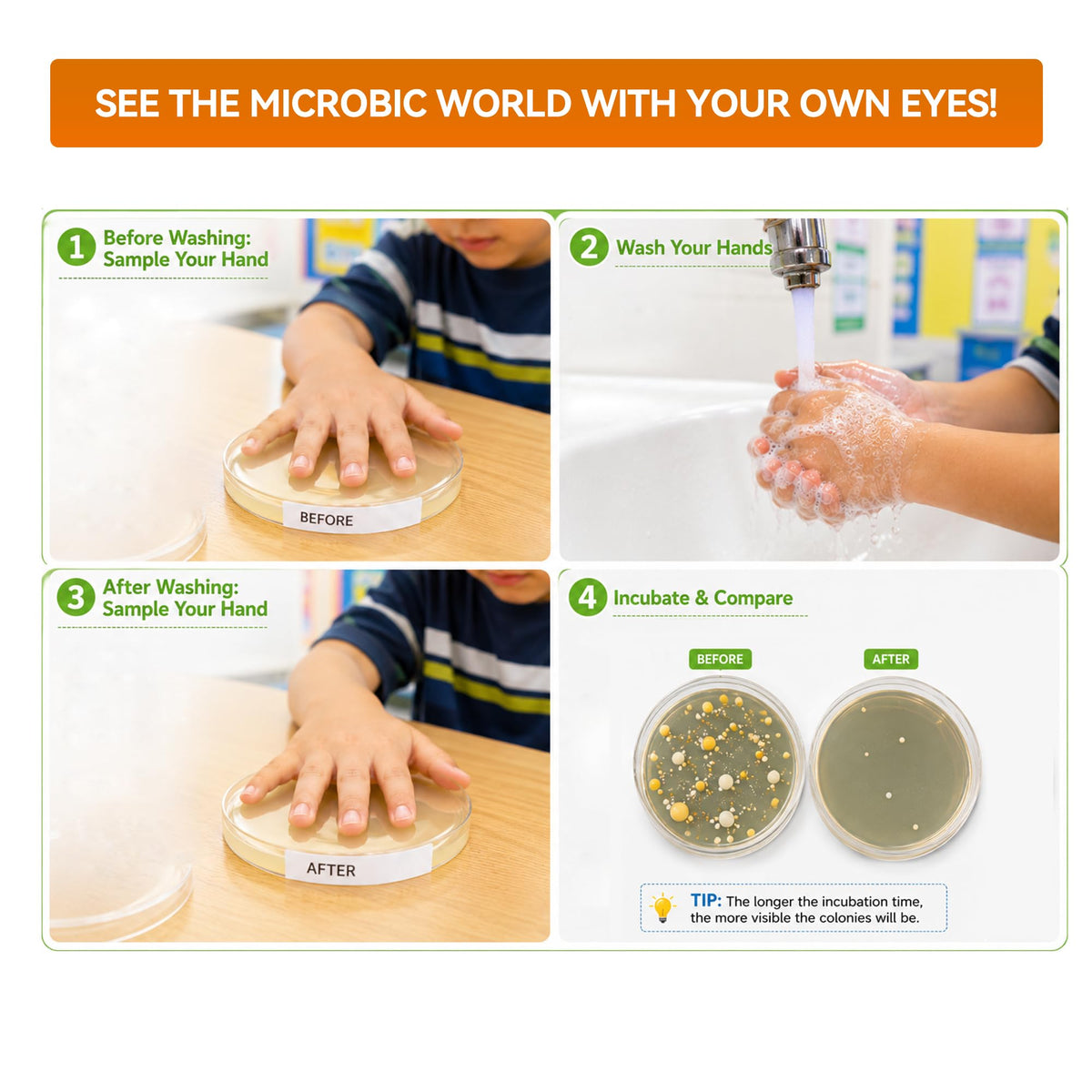Kids Bacteria Handprint Kit - 2 Giant 150mm Prepoured Agar Petri Dishes