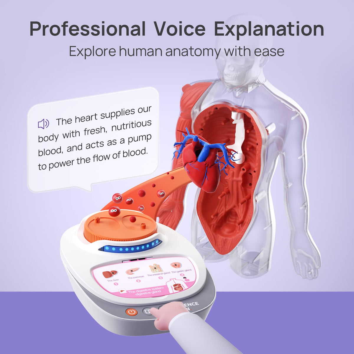 Science Can Human Body Model for Kids, Interactive Anatomy Kit