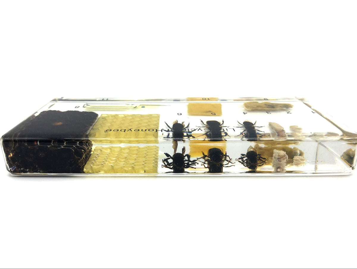 Lifecycle of a Honey Bee Science Classroom Specimens for Science Education
