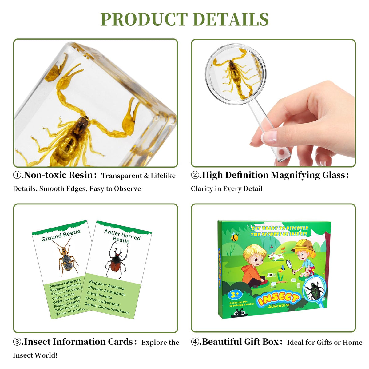 12Pcs Insect Specimens Set, Real Insect Taxidermy in Resin Specimens with Magnifier & Info Cards