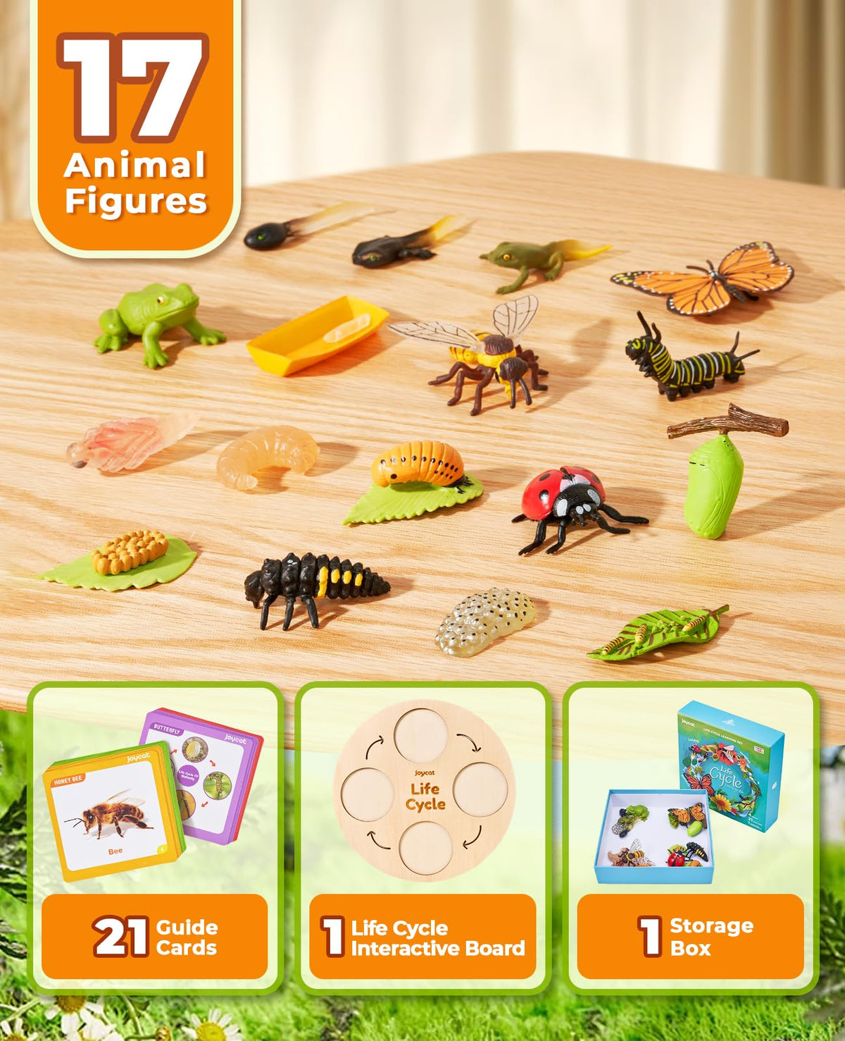 Life Cycle Learning Education Insect Caterpillar to Butterfly kit, Ladybug, Bee, Tadpole to Frog Life Cycle Activity