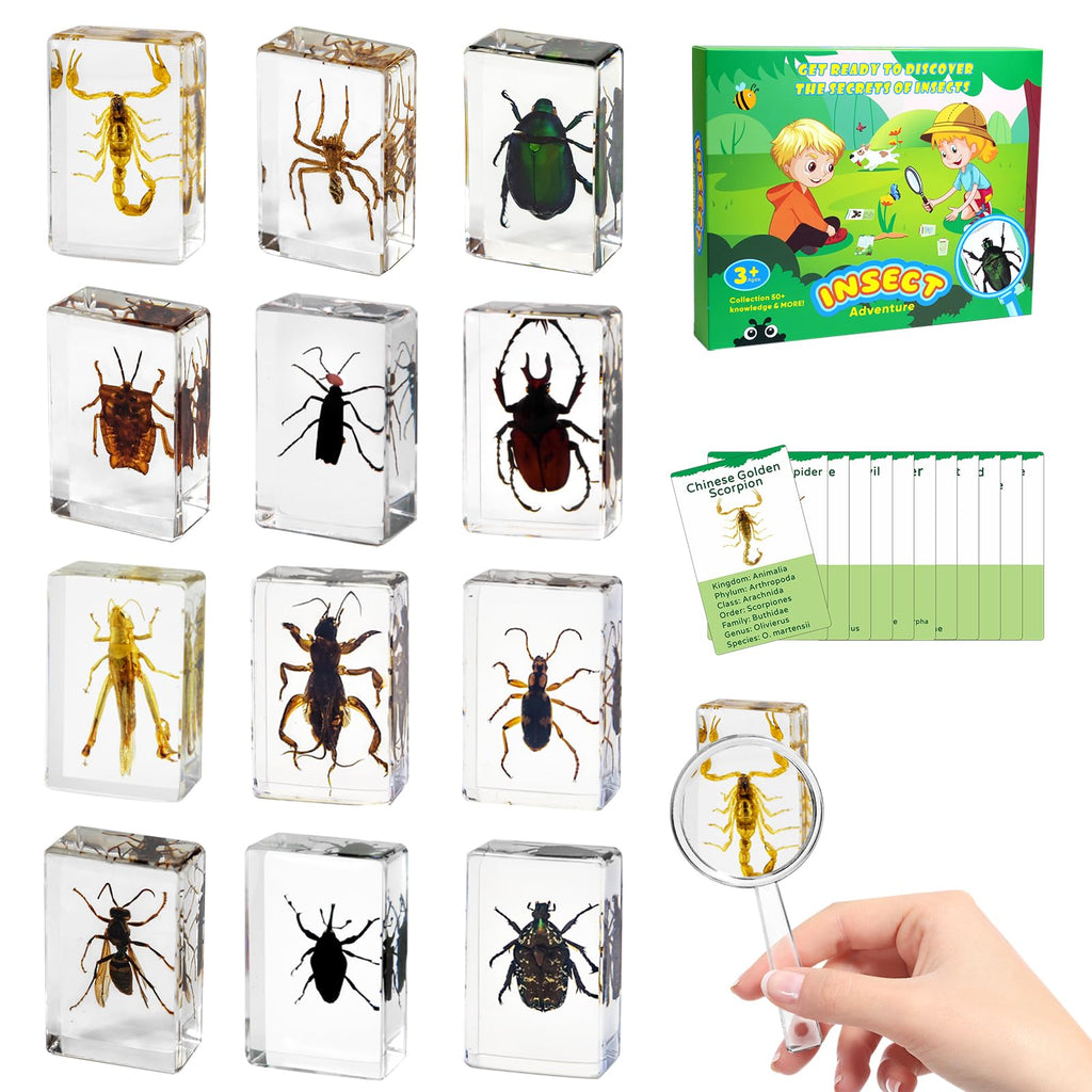 12Pcs Insect Specimens Set, Real Insect Taxidermy in Resin Specimens with Magnifier & Info Cards