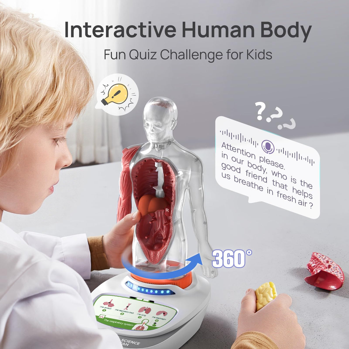 Science Can Human Body Model for Kids, Interactive Anatomy Kit