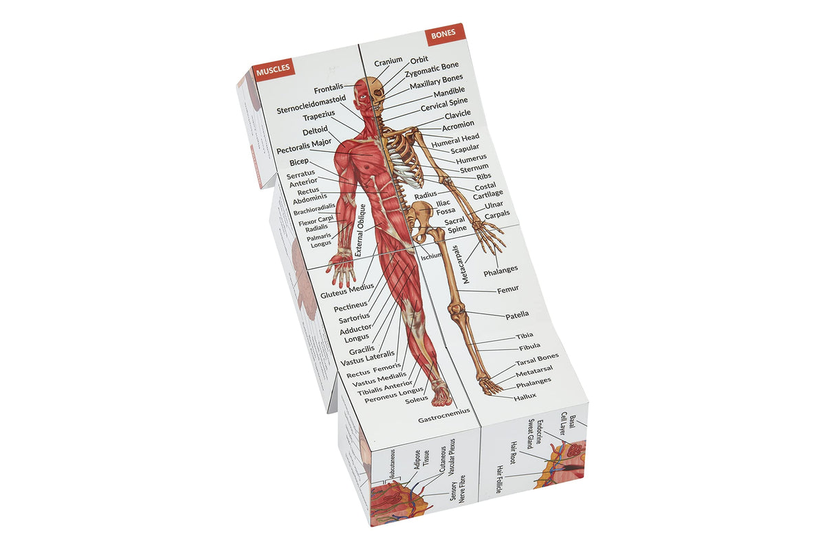 Human Anatomy Study Cube
