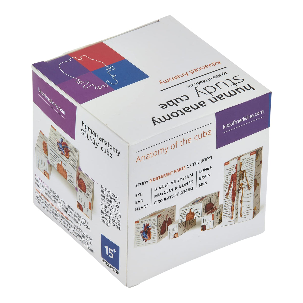 Human Anatomy Study Cube