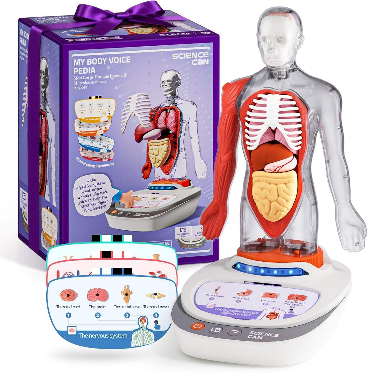 Science Can Human Body Model for Kids, Interactive Anatomy Kit