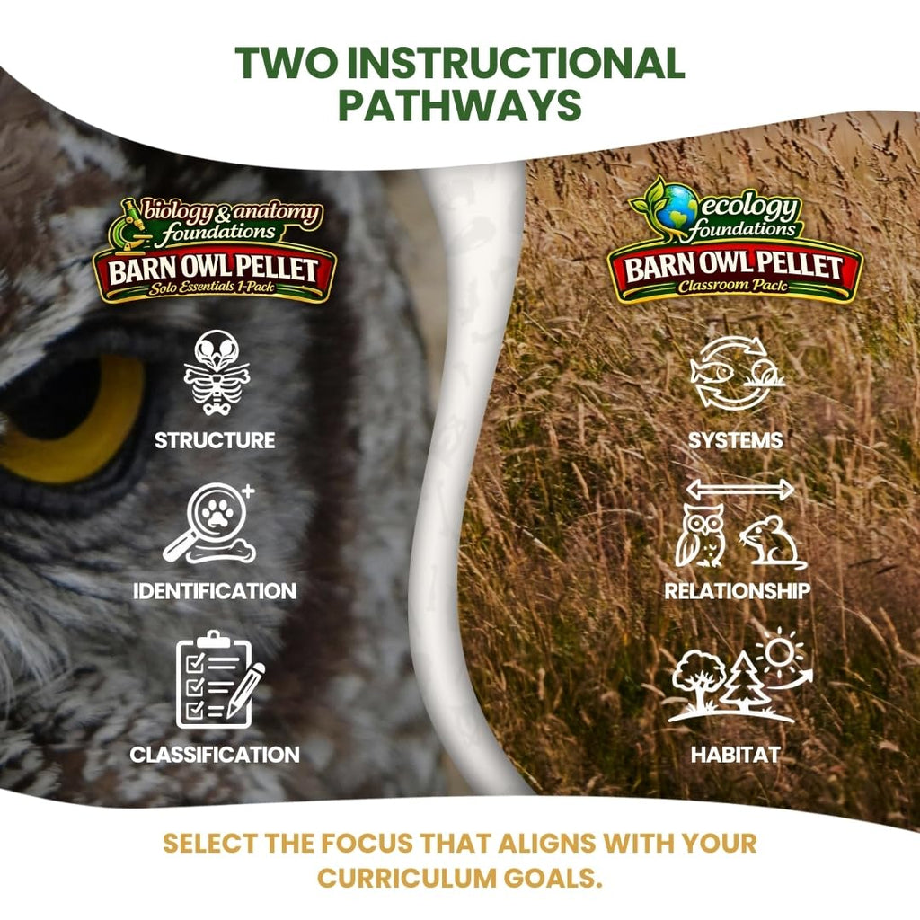 Barn Owl Pellets for Dissection, Solo Essentials Kit, Medium 1-Pack by OBDK
