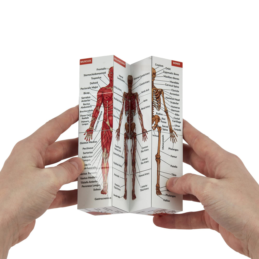 Human Anatomy Study Cube