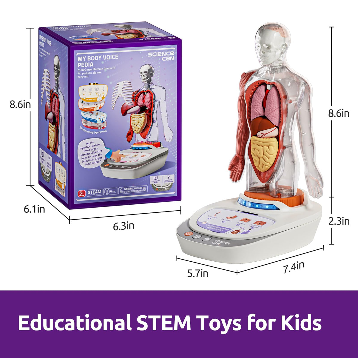 Science Can Human Body Model for Kids, Interactive Anatomy Kit