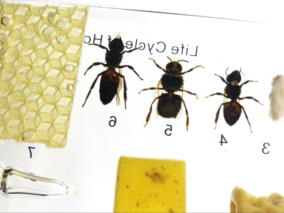 Lifecycle of a Honey Bee Science Classroom Specimens for Science Education