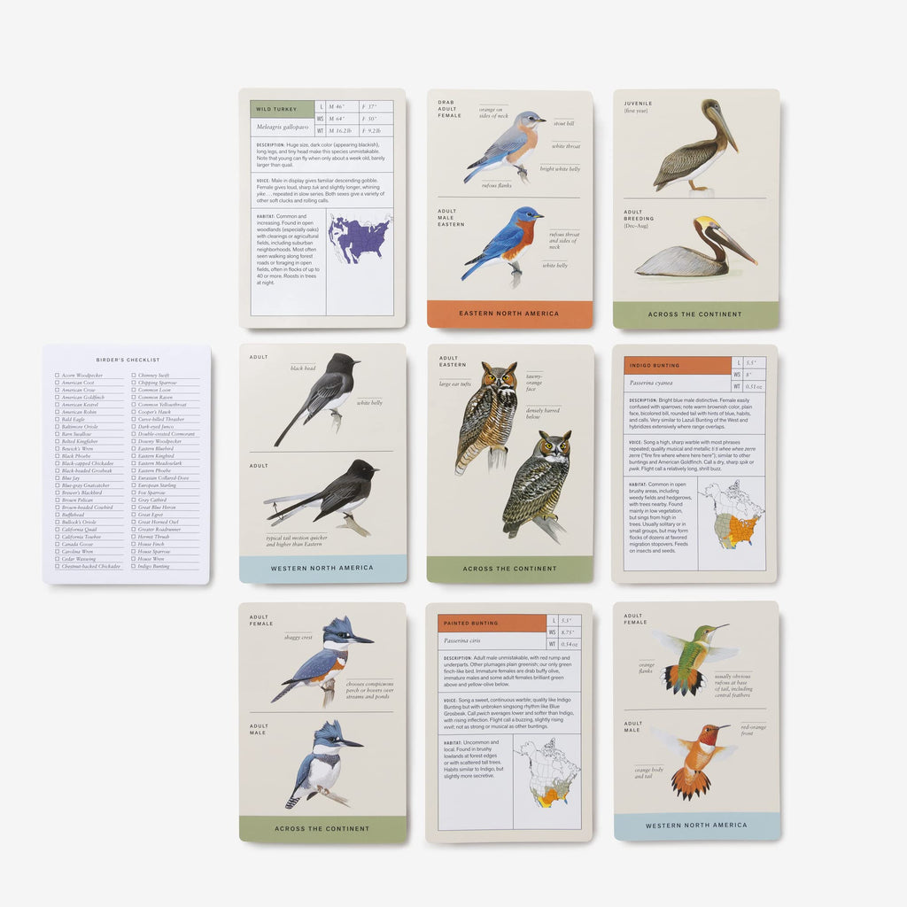 Sibley Backyard Birding Flashcards – 100 North American Birds | Bird Identification & Nature Study