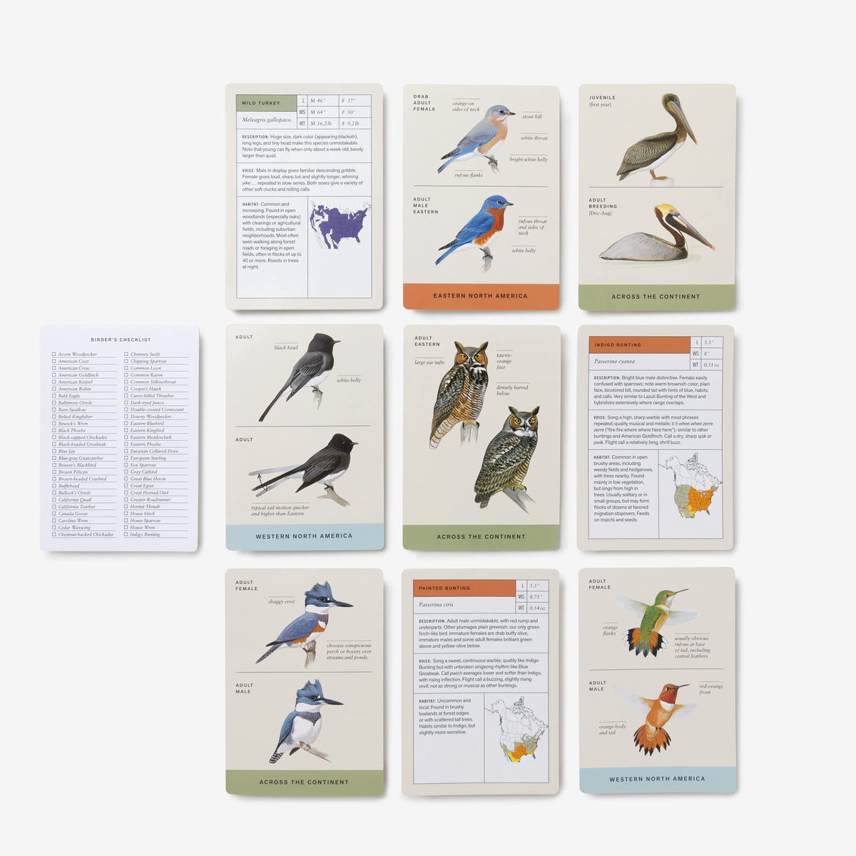 Sibley Backyard Birding Flashcards – 100 North American Birds | Bird Identification & Nature Study