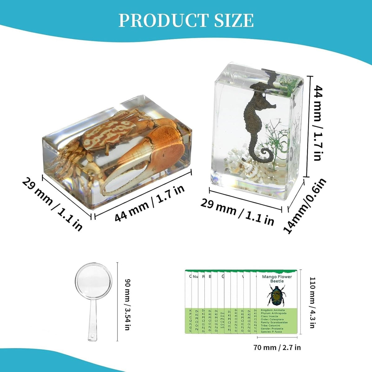 12Pcs Marine Specimen Set in Resin – Real Taxidermy Sea Creatures Collection with Magnifier for Marine Biology