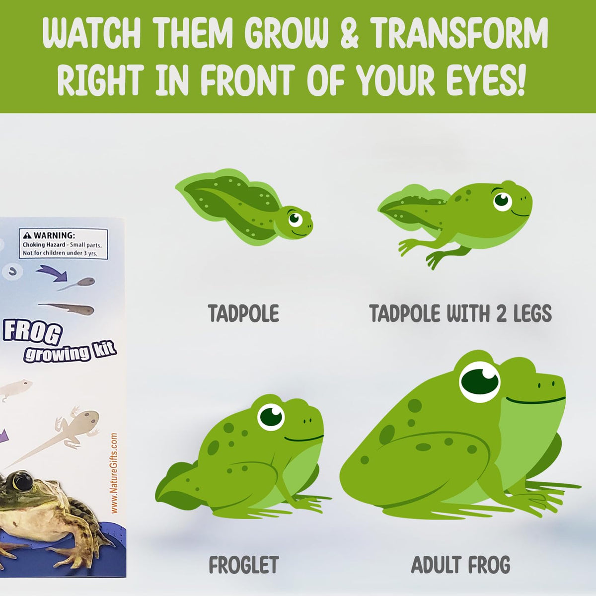 Tadpole to Frog Kit with Book With Certificate for Tadpoles