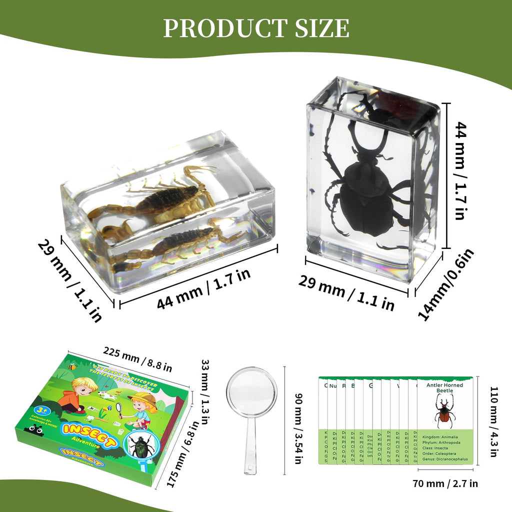 12Pcs Insect Specimens Set, Real Insect Taxidermy in Resin Specimens with Magnifier & Info Cards
