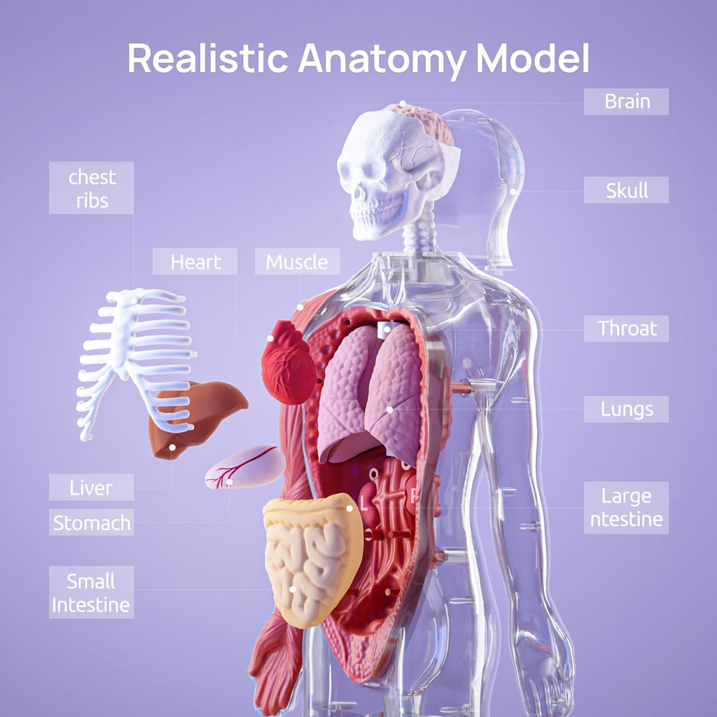 Science Can Human Body Model for Kids, Interactive Anatomy Kit