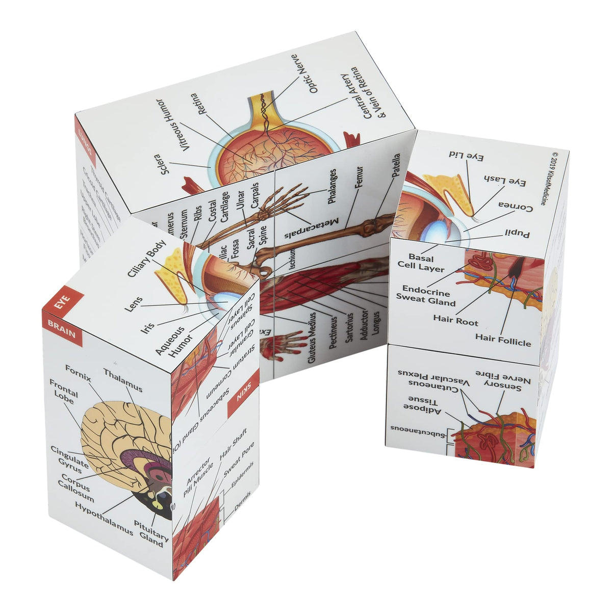 Human Anatomy Study Cube