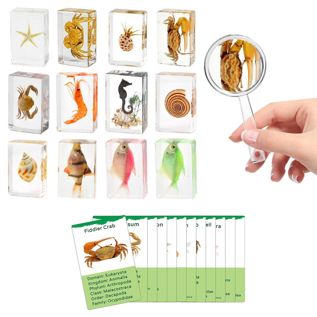 12Pcs Marine Specimen Set in Resin – Real Taxidermy Sea Creatures Collection with Magnifier for Marine Biology