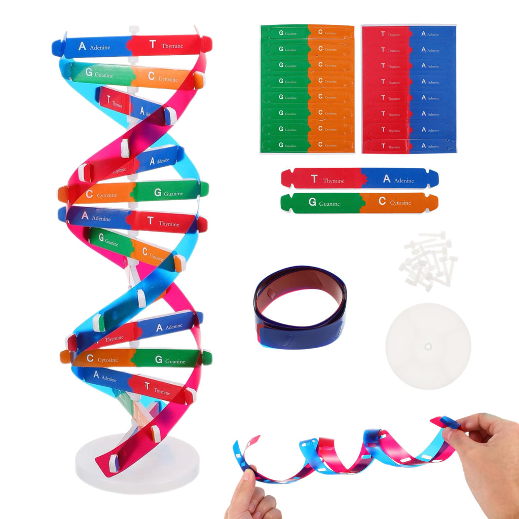 DNA Model Kit Double Helix Structure Model 13 in