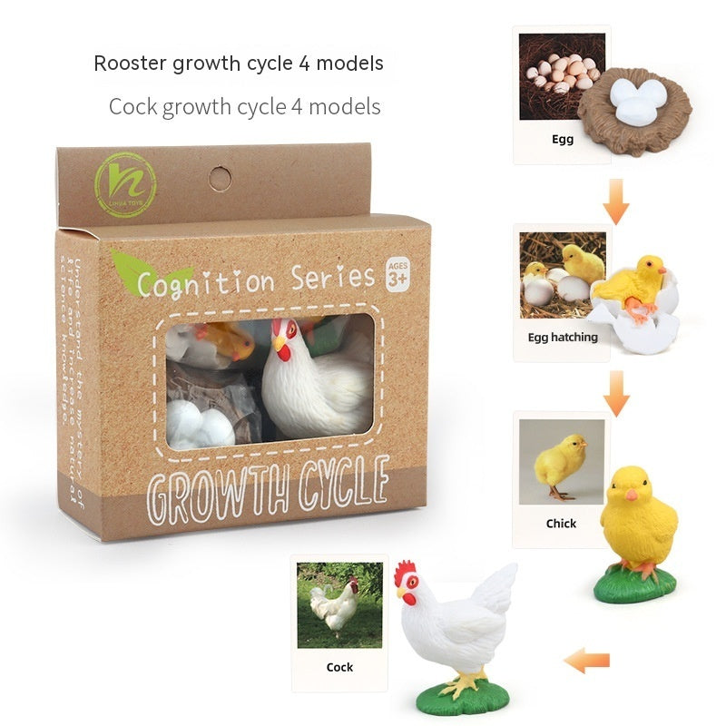 Children's Animal\Plant Growth Cycle Box