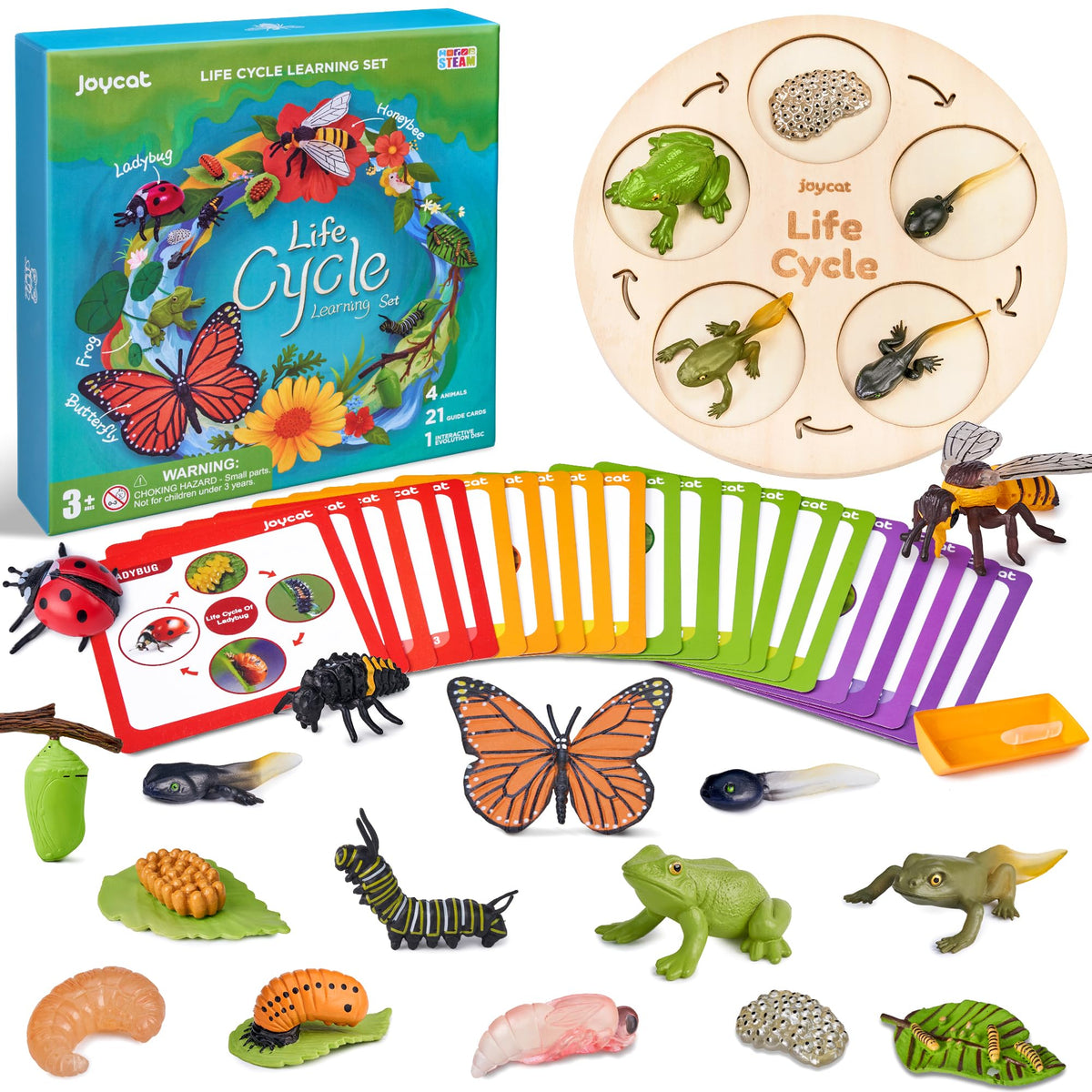 Life Cycle Learning Education Insect Caterpillar to Butterfly kit, Ladybug, Bee, Tadpole to Frog Life Cycle Activity