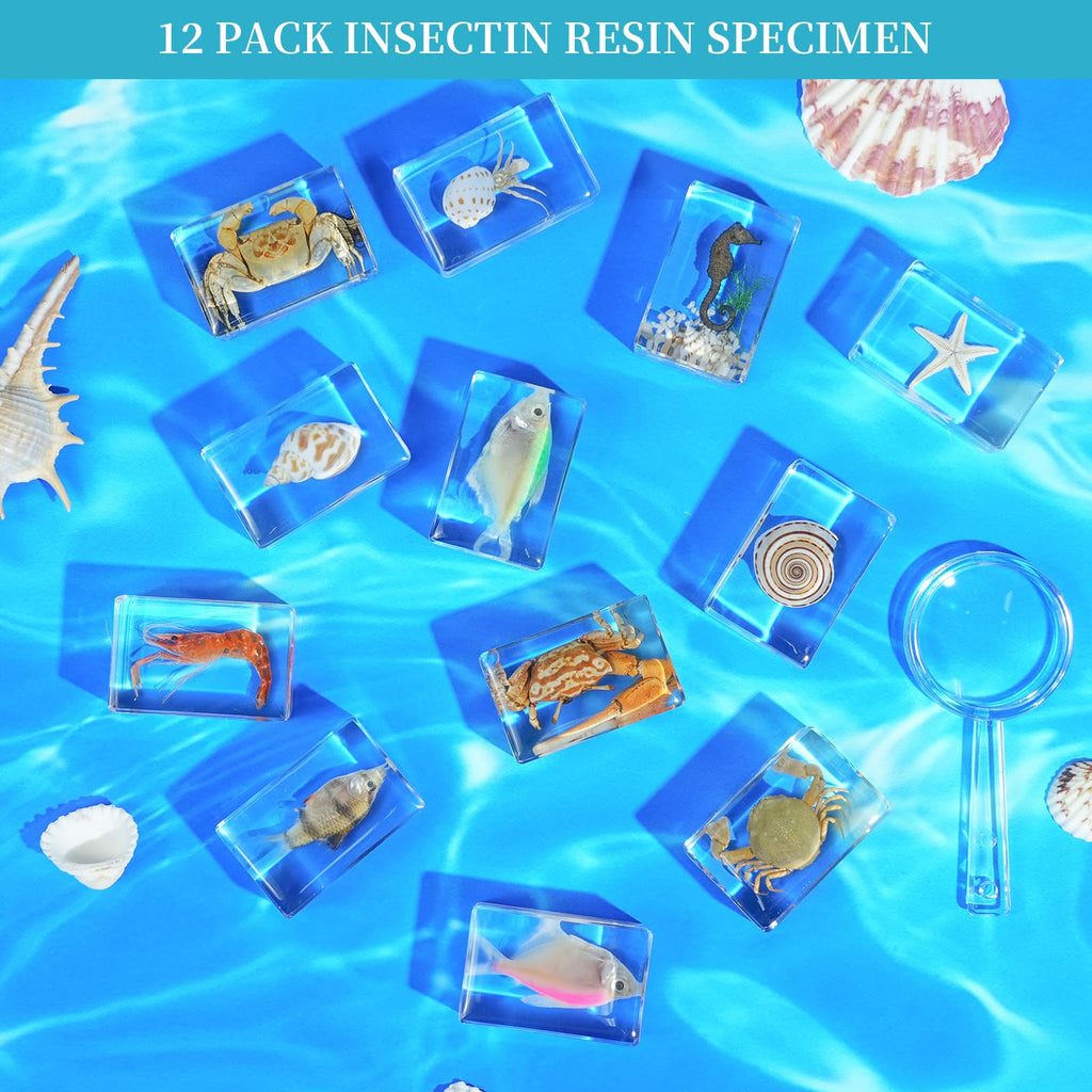 12Pcs Marine Specimen Set in Resin – Real Taxidermy Sea Creatures Collection with Magnifier for Marine Biology