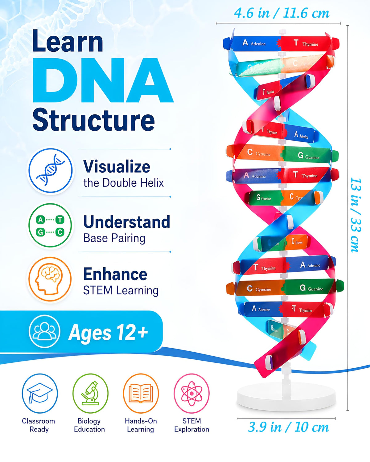DNA Model Kit Double Helix Structure Model 13 in