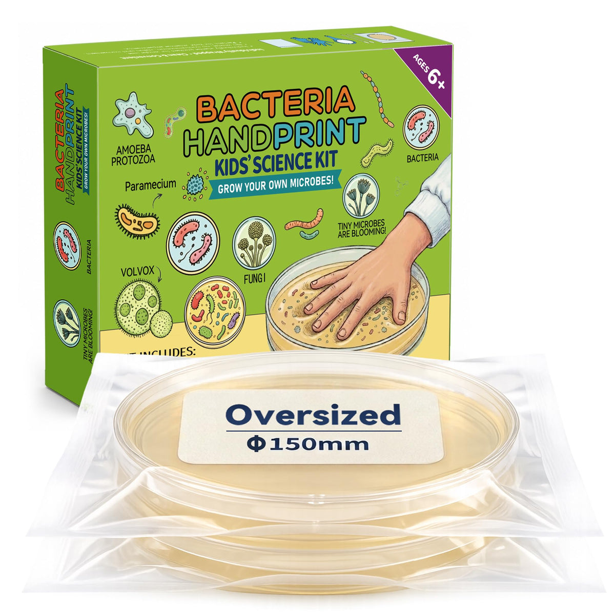 Kids Bacteria Handprint Kit - 2 Giant 150mm Prepoured Agar Petri Dishes