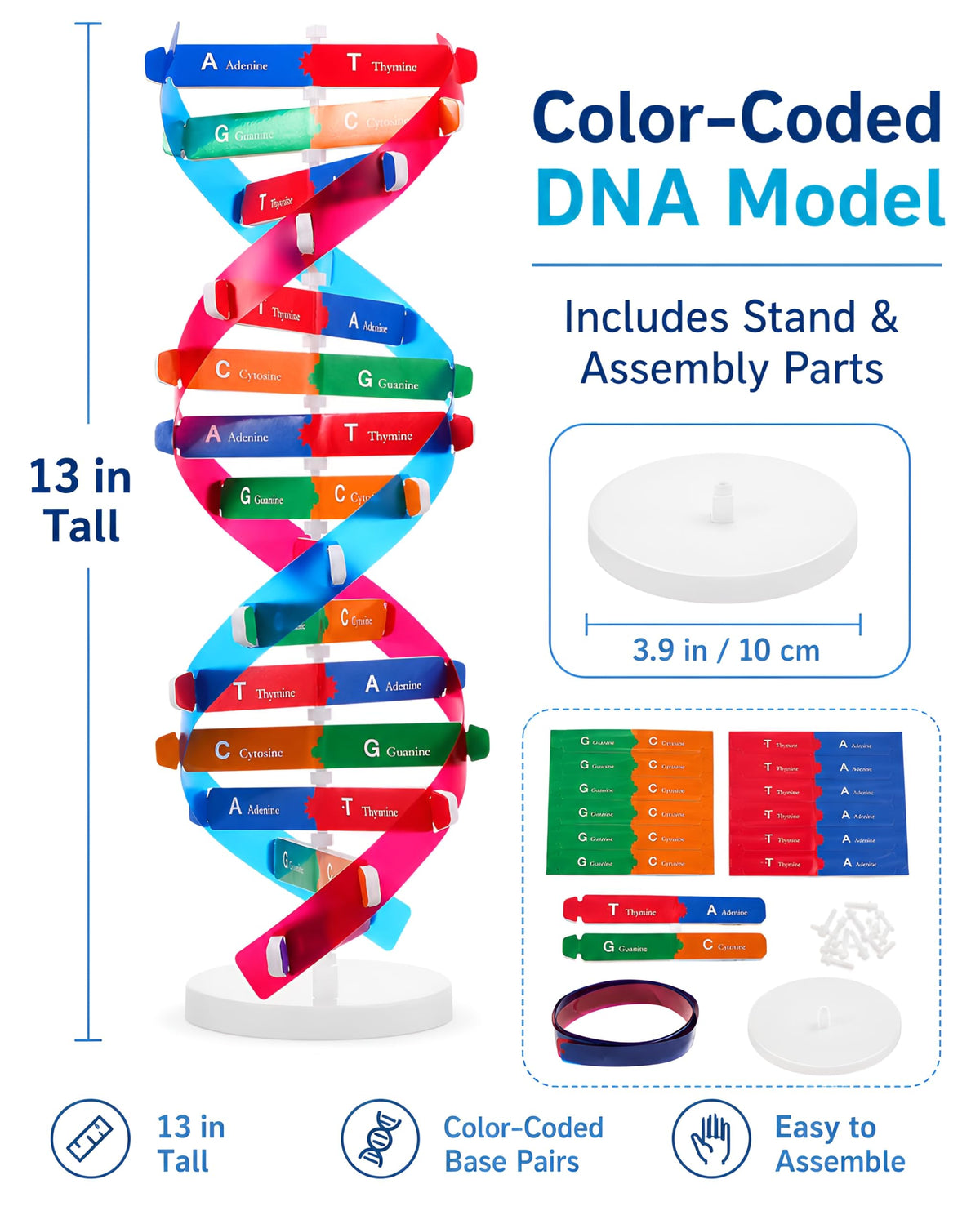DNA Model Kit Double Helix Structure Model 13 in