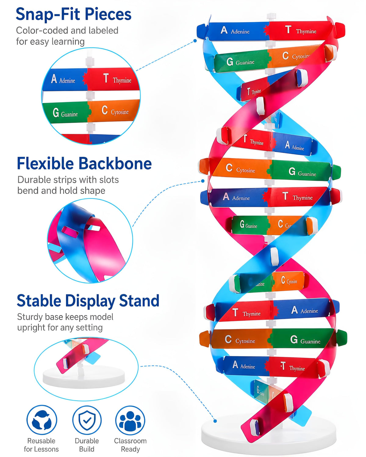 DNA Model Kit Double Helix Structure Model 13 in