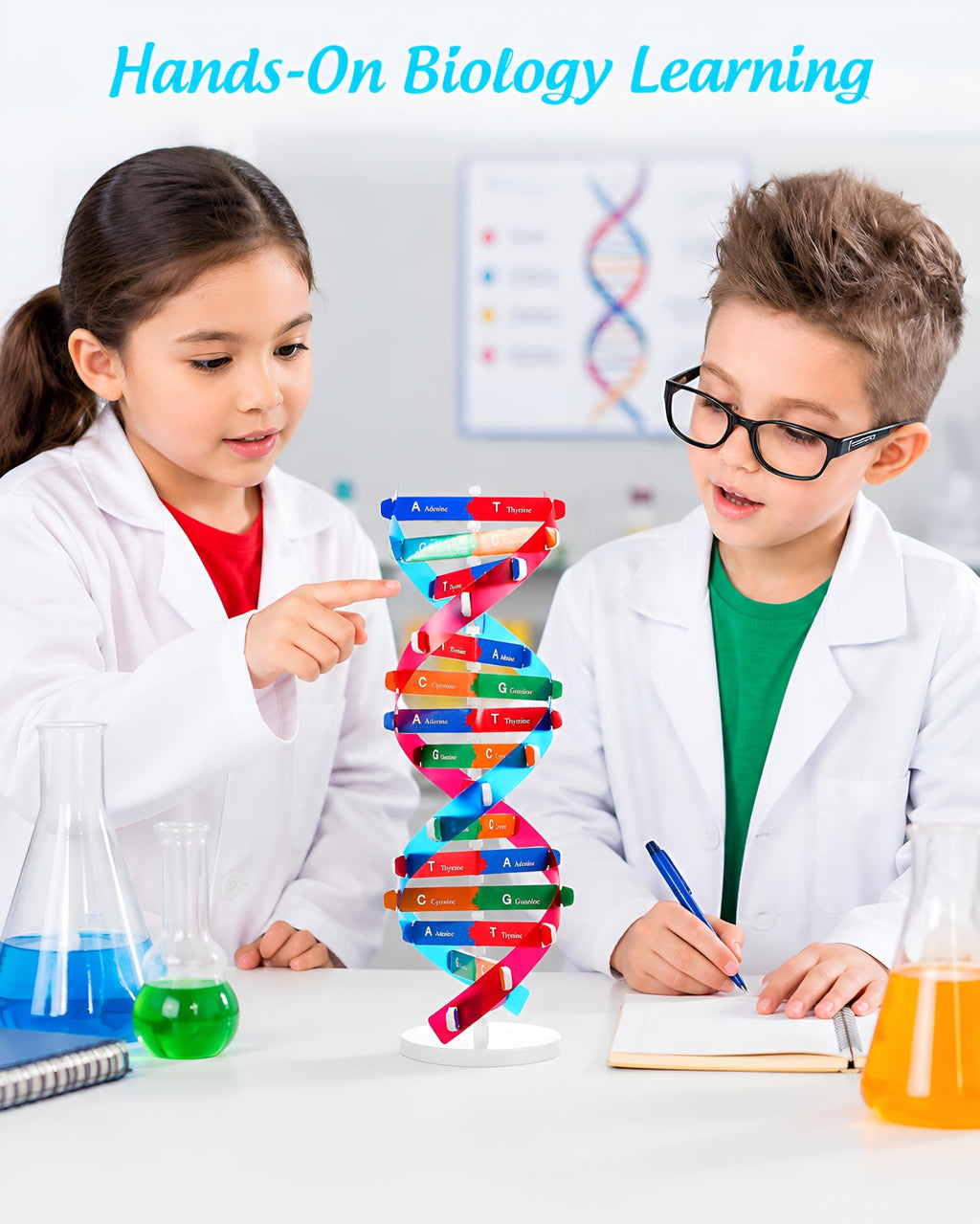 DNA Model Kit Double Helix Structure Model 13 in