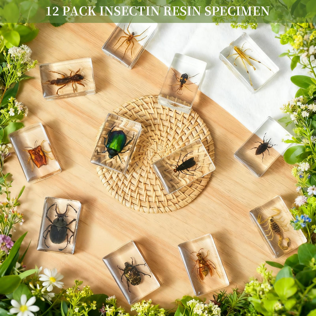 12Pcs Insect Specimens Set, Real Insect Taxidermy in Resin Specimens with Magnifier & Info Cards