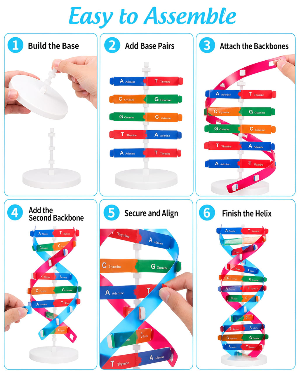 DNA Model Kit Double Helix Structure Model 13 in