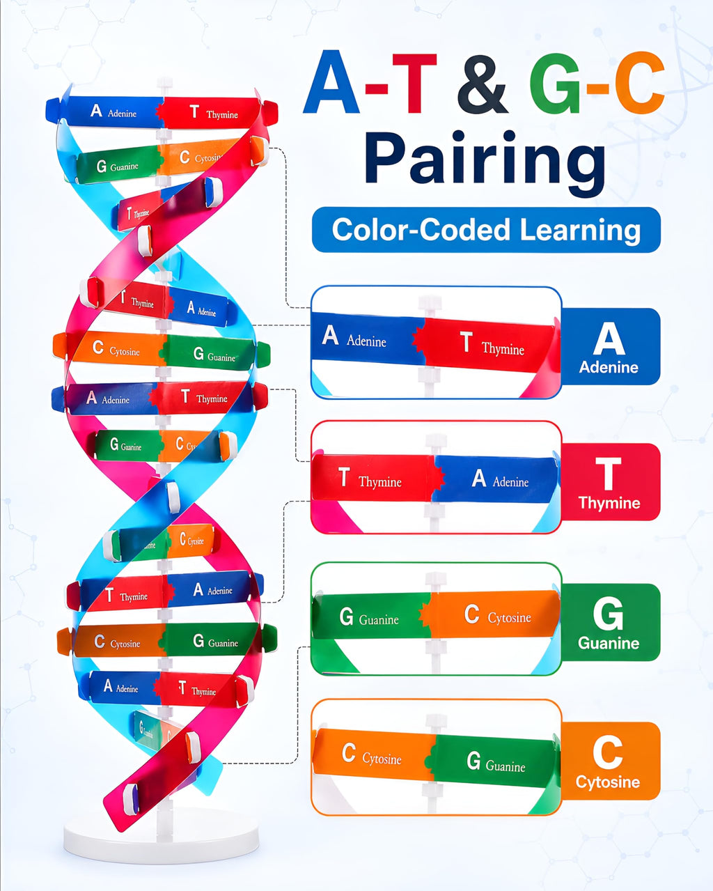 DNA Model Kit Double Helix Structure Model 13 in