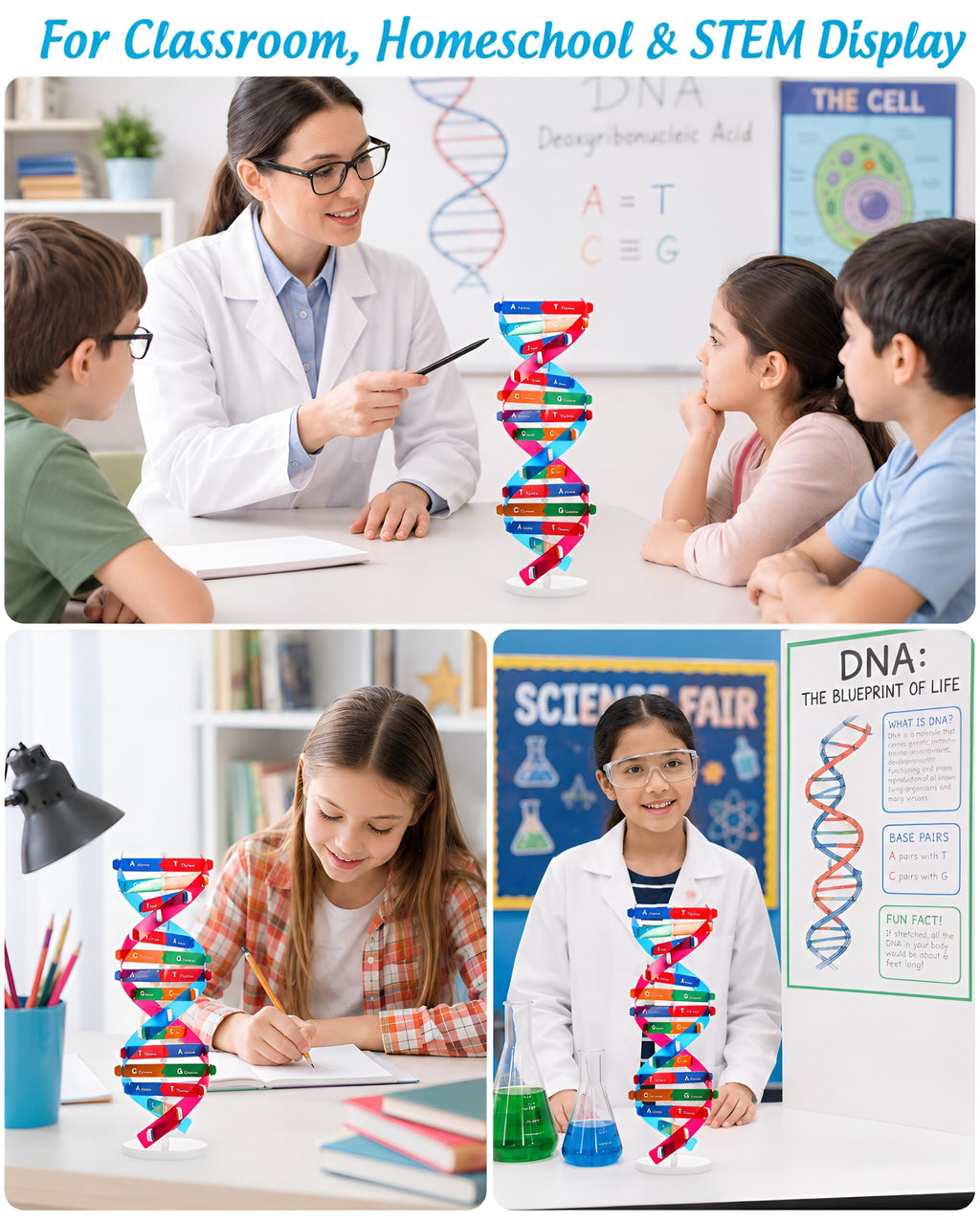 DNA Model Kit Double Helix Structure Model 13 in