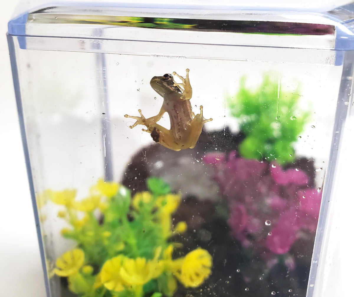 Tadpole to Frog Kit with Book With Certificate for Tadpoles