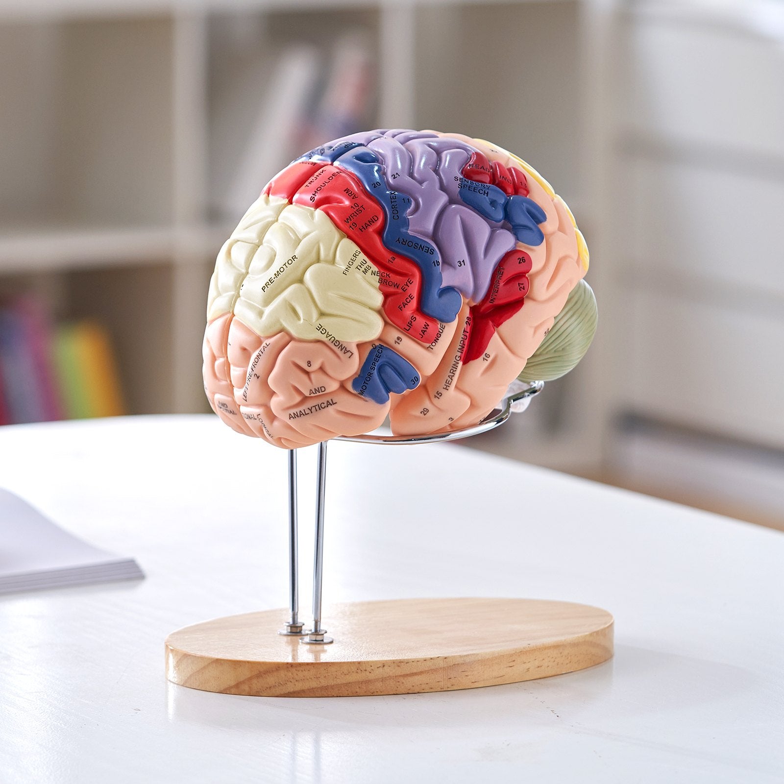 Human Brain Model Anatomy, 2X Life-Size 4-Part Human Brain Anatomical Model With Labels & Display Base, Color-Coded Detachable Brain Model For Science Research Teaching Learning Study Display
