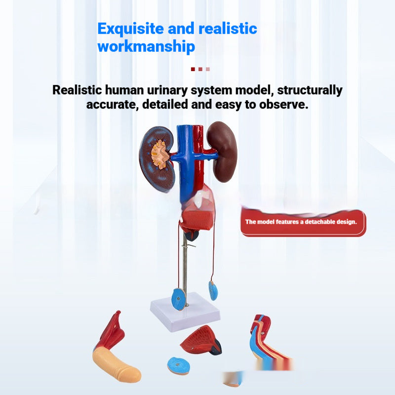 Three-dimensional Human Urinary System Model Ureter Bladder And Urethra Model