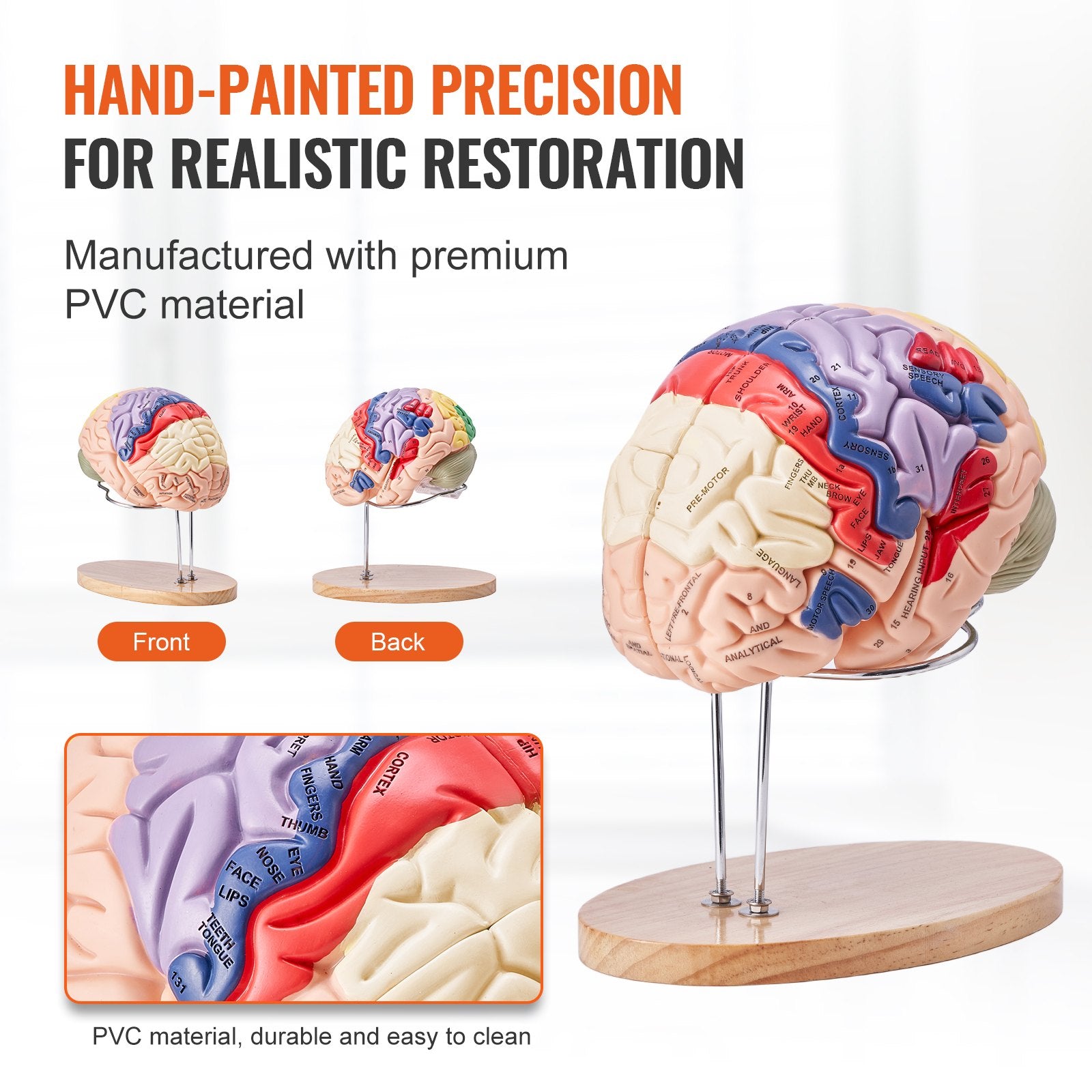 Human Brain Model Anatomy, 2X Life-Size 4-Part Human Brain Anatomical Model With Labels & Display Base, Color-Coded Detachable Brain Model For Science Research Teaching Learning Study Display