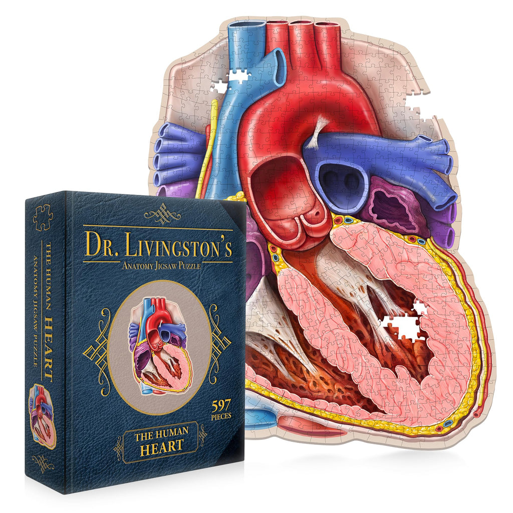 Dr. Livingston's Human Heart Anatomy Puzzle - A Medically Accurate Jigsaw Puzzle of the Heart Section - Educational Organ Puzzle for Teens & Adults - Unique Science Gift for Doctors, Nurses & Teachers