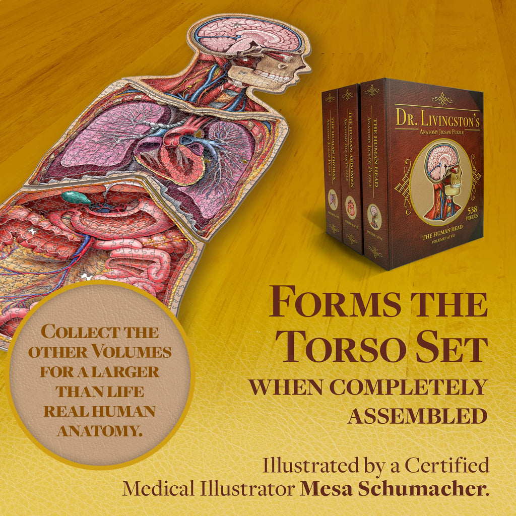 Human Thorax Anatomy Puzzle - Adult Jigsaw Puzzles Unique Gifts for Kids, Nurses, Doctors, Medical Students, Educational Science - 411 Piece Teen Floor Puzzle - Genius Games Dr. Livingston Body Model
