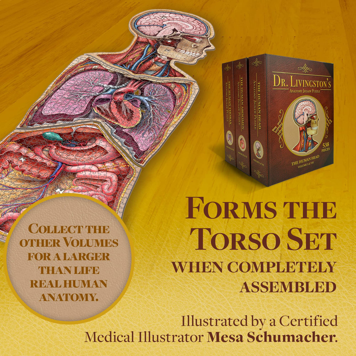 Human Thorax Anatomy Puzzle - Adult Jigsaw Puzzles Unique Gifts for Kids, Nurses, Doctors, Medical Students, Educational Science - 411 Piece Teen Floor Puzzle - Genius Games Dr. Livingston Body Model