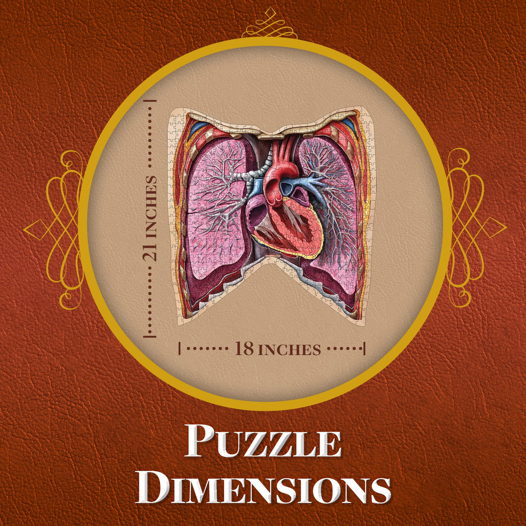 Human Thorax Anatomy Puzzle - Adult Jigsaw Puzzles Unique Gifts for Kids, Nurses, Doctors, Medical Students, Educational Science - 411 Piece Teen Floor Puzzle - Genius Games Dr. Livingston Body Model
