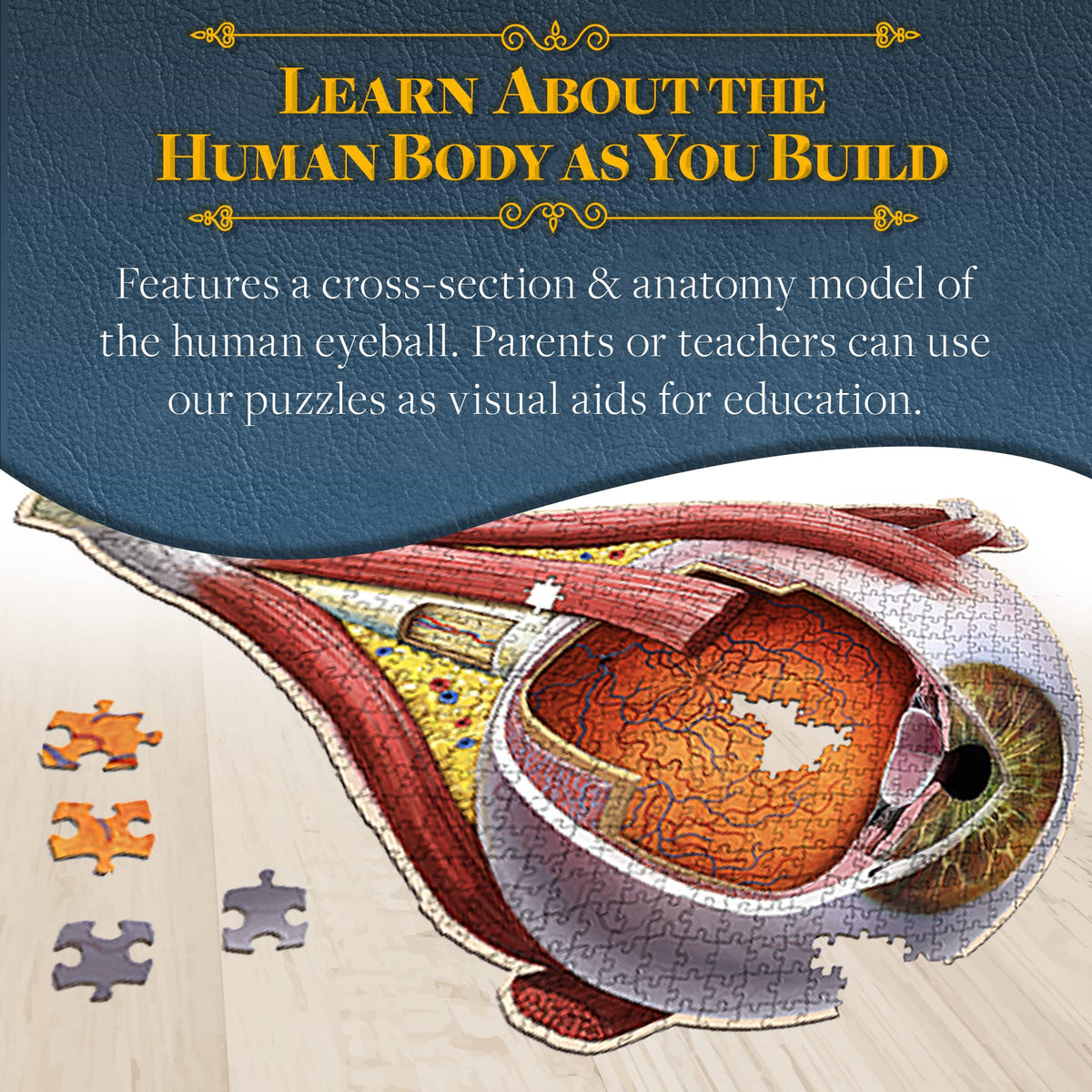 Dr. Livingston's Human Eye Anatomy Puzzle - A Medically Accurate Jigsaw Puzzle of the Human Eye - Educational Science Puzzles and Unique Gifts for Eye Doctors, Nurses and Medical Students