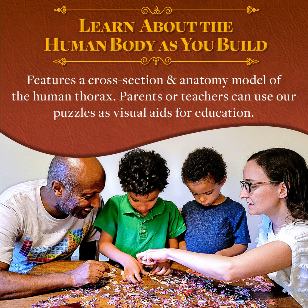 Human Thorax Anatomy Puzzle - Adult Jigsaw Puzzles Unique Gifts for Kids, Nurses, Doctors, Medical Students, Educational Science - 411 Piece Teen Floor Puzzle - Genius Games Dr. Livingston Body Model